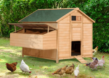 Pourquoi fermer les poules le soir ?