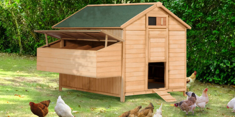Pourquoi fermer les poules le soir ?