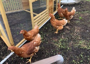 Pourquoi fermer les poules le soir ?