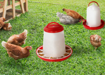 Pourquoi fermer les poules le soir ?