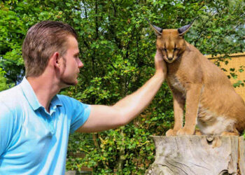 Pourquoi il ne faut pas acheter d'animaux en animalerie ?