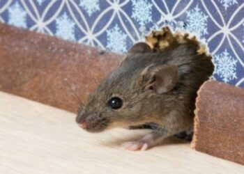 Pourquoi il ne faut pas avoir peur des souris ?