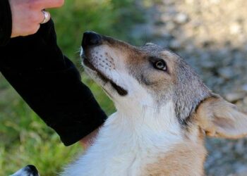 Pourquoi il ne faut pas crier sur son chien ?
