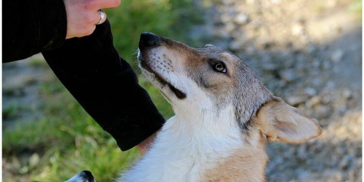 Pourquoi il ne faut pas crier sur son chien ?