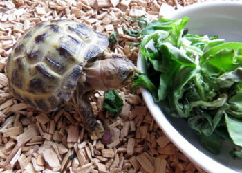 Pourquoi il ne faut pas donner de la laitue aux tortues ?