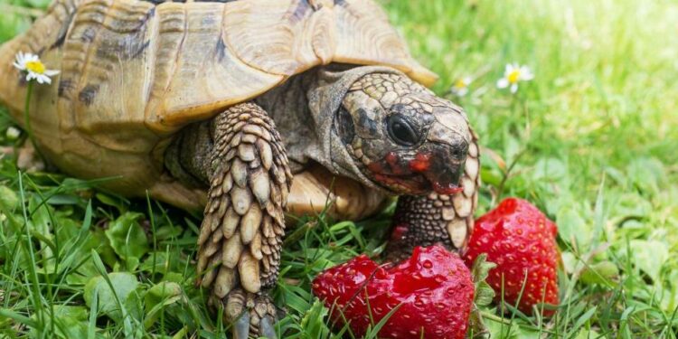 Pourquoi il ne faut pas donner de la laitue aux tortues ?