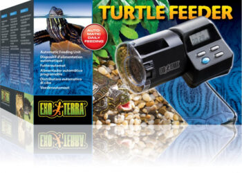 Pourquoi il ne faut pas donner de la laitue aux tortues ?