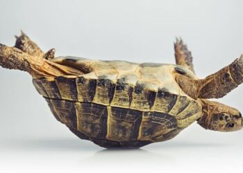 Pourquoi il ne faut pas donner de la laitue aux tortues ?