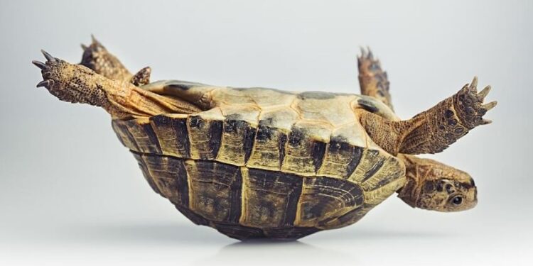 Pourquoi il ne faut pas donner de la laitue aux tortues ?