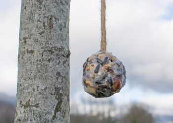 Pourquoi il ne faut pas donner des boules de graisse aux oiseaux ?