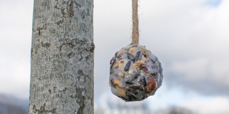 Pourquoi il ne faut pas donner des boules de graisse aux oiseaux ?