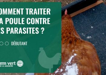 Pourquoi il ne faut pas donner du pain aux poules ?