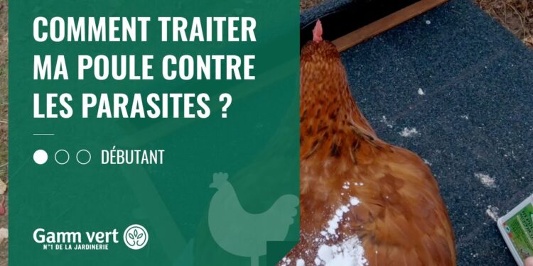 Pourquoi il ne faut pas donner du pain aux poules ?