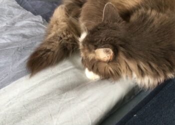 Pourquoi il ne faut pas dormir avec son chat ?