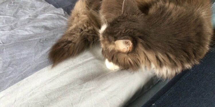 Pourquoi il ne faut pas dormir avec son chat ?