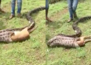 Pourquoi il ne faut pas dormir avec un serpent ?