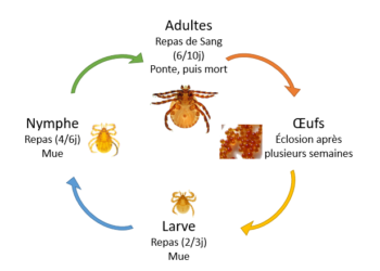 Pourquoi il ne faut pas écraser une tique ?
