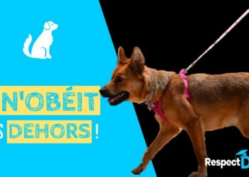 Pourquoi il ne faut pas embrasser son chien ?