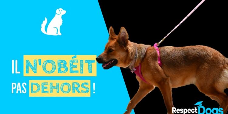 Pourquoi il ne faut pas embrasser son chien ?