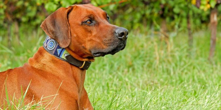 Pourquoi il ne faut pas embrasser son chien ?