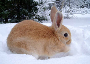 Pourquoi il ne faut pas manger des bananes sur un bateau ?