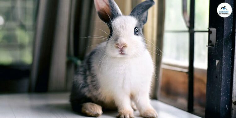 Pourquoi il ne faut pas mettre un lapin sur le dos ?