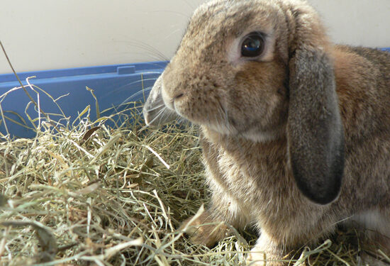 Pourquoi il ne faut pas mettre un lapin sur le dos ?