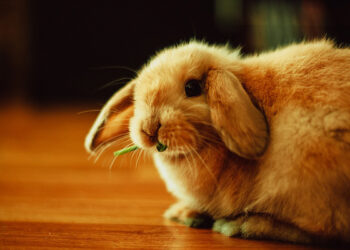 Pourquoi il ne faut pas mettre un lapin sur le dos ?