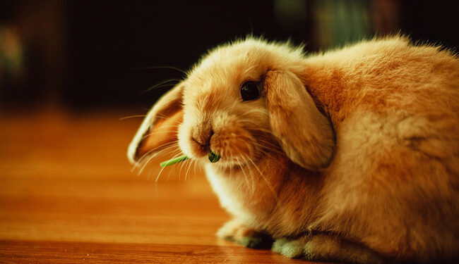 Pourquoi il ne faut pas mettre un lapin sur le dos ?