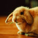 Pourquoi il ne faut pas mettre un lapin sur le dos ?