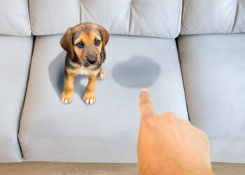 Pourquoi il ne faut pas nettoyer devant son chien ?