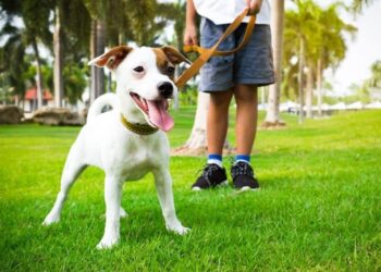 Pourquoi il ne faut pas nettoyer devant son chien ?