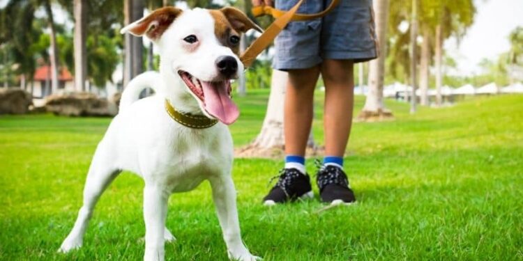 Pourquoi il ne faut pas nettoyer devant son chien ?