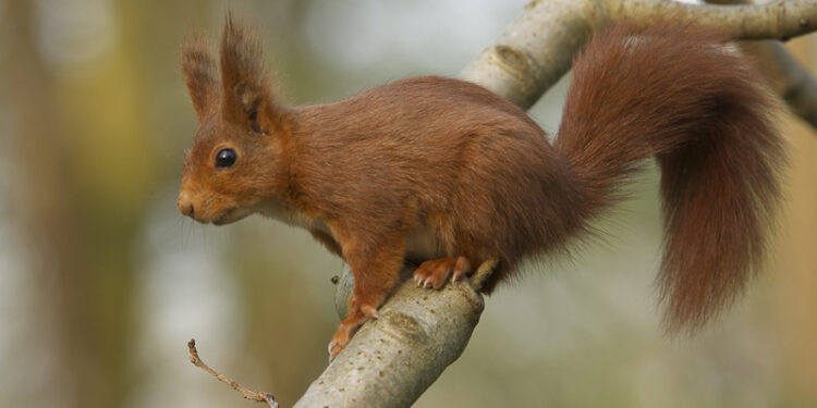Pourquoi il ne faut pas nourrir les écureuils ?