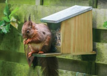 Pourquoi il ne faut pas nourrir les écureuils ?