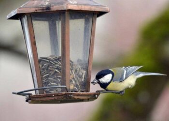 Pourquoi il ne faut pas nourrir les oiseaux ?