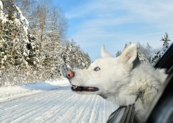 Pourquoi il ne faut pas regarder les chiens dans les yeux ?