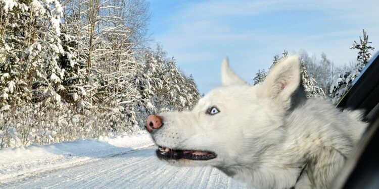 Pourquoi il ne faut pas regarder les chiens dans les yeux ?