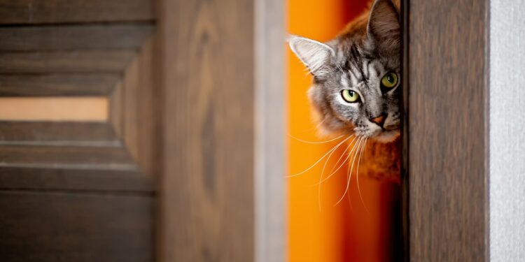 Pourquoi il ne faut pas réveiller un chat ?