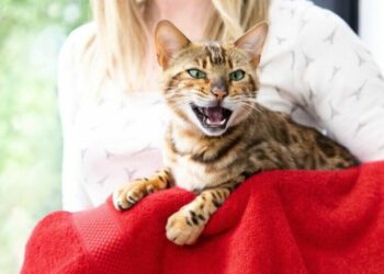 Pourquoi il ne faut pas réveiller un chat ?