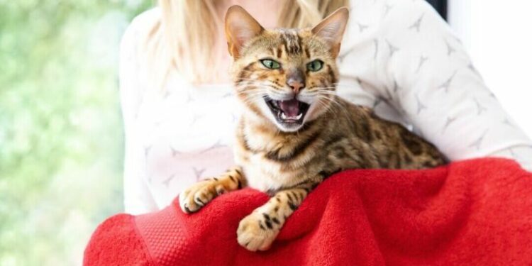 Pourquoi il ne faut pas réveiller un chat ?