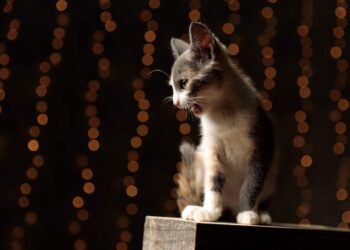 Pourquoi il ne faut pas réveiller un chat ?