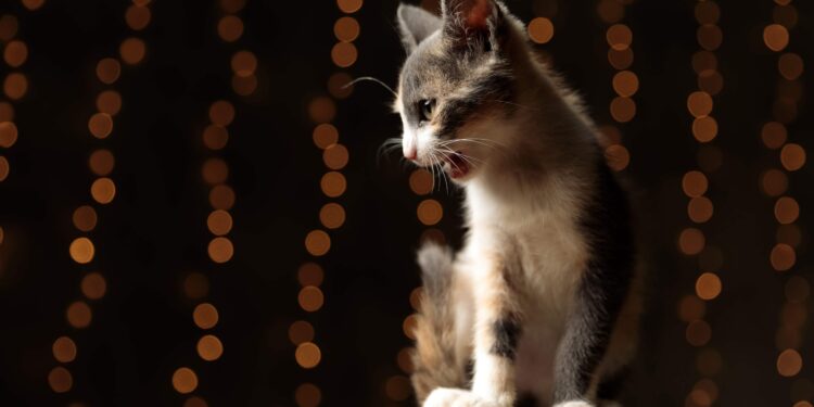 Pourquoi il ne faut pas réveiller un chat ?