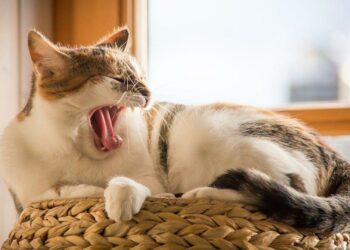 Pourquoi il ne faut pas réveiller un chat ?