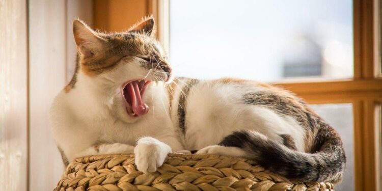 Pourquoi il ne faut pas réveiller un chat ?