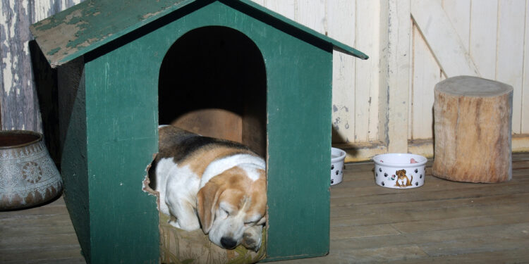 Pourquoi il ne faut pas réveiller un chien ?