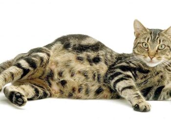 Pourquoi il ne faut pas toucher les chatons ?