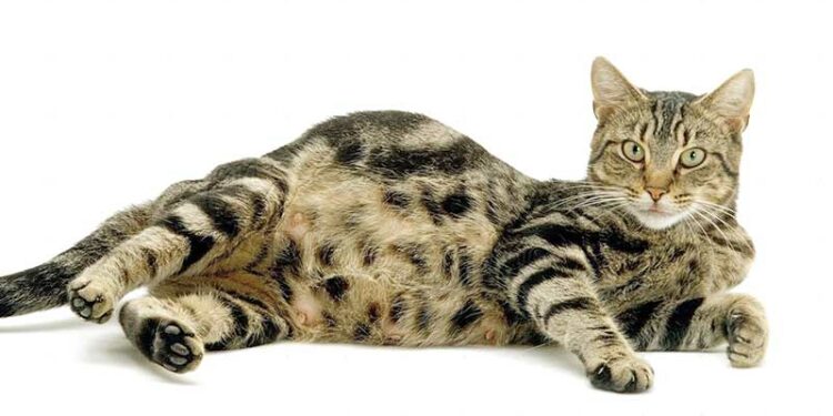 Pourquoi il ne faut pas toucher les chatons ?