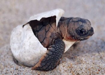 Pourquoi il ne faut pas toucher les tortues ?