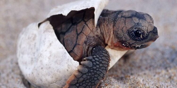 Pourquoi il ne faut pas toucher les tortues ?